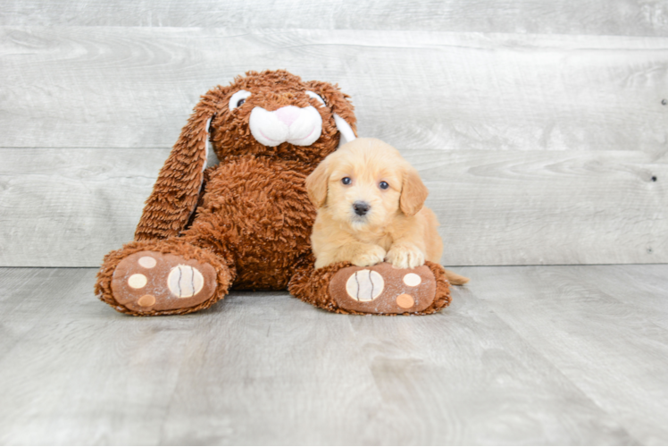 Mini Goldendoodle Puppy for Adoption