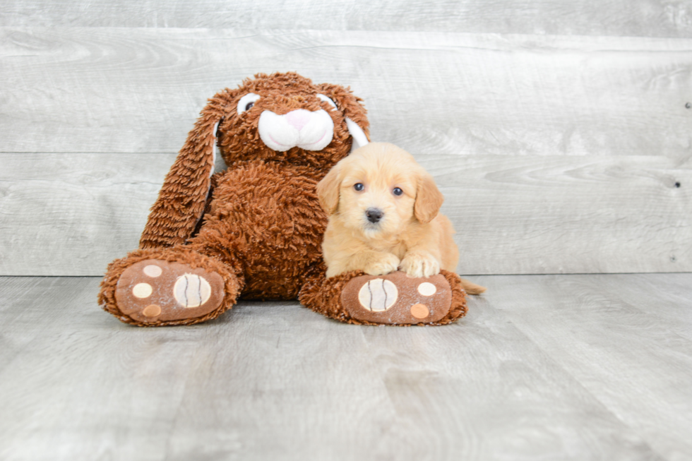 Mini Goldendoodle Puppy for Adoption