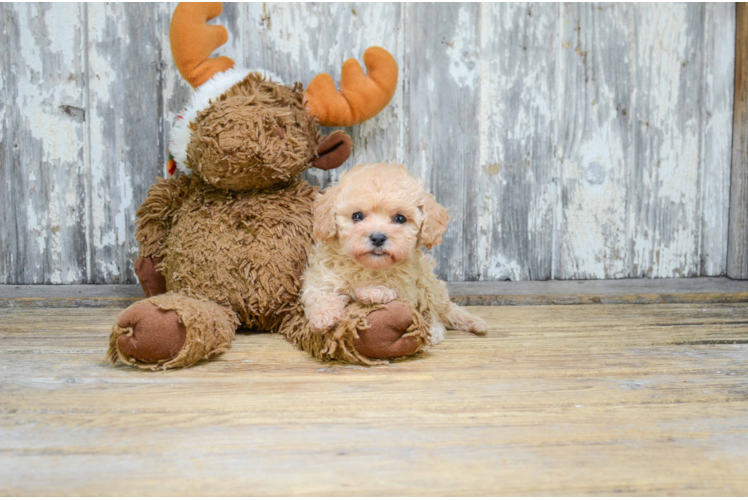 Friendly Cavapoo Baby