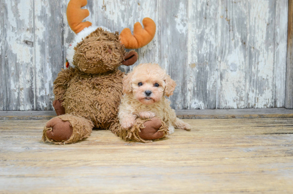 Friendly Cavapoo Baby