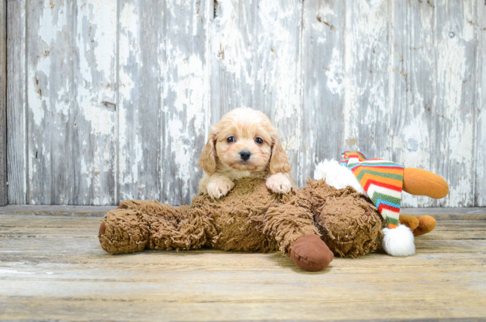 Friendly Cavapoo Baby