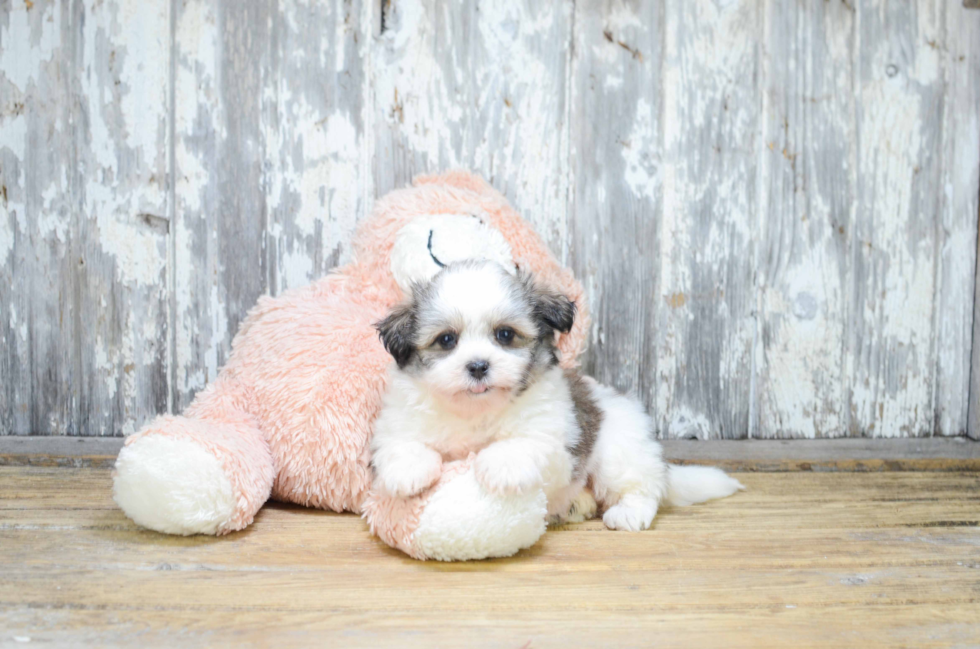 Teddy Bear Pup Being Cute