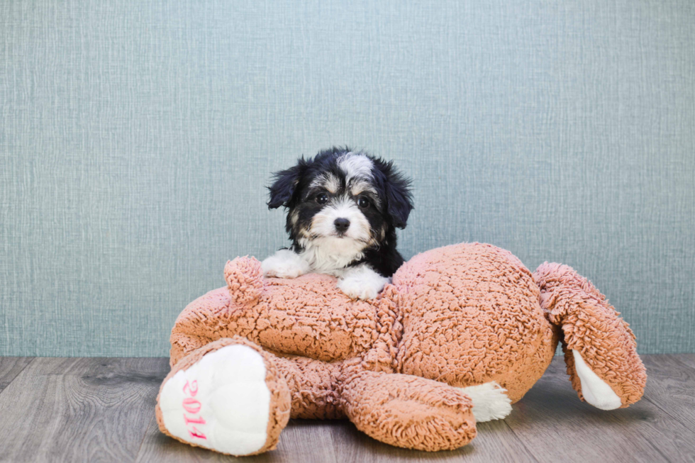 Small Cavachon Baby