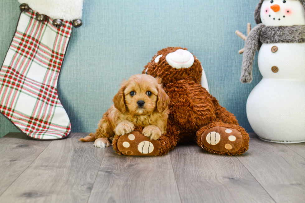 Cavapoo Pup Being Cute