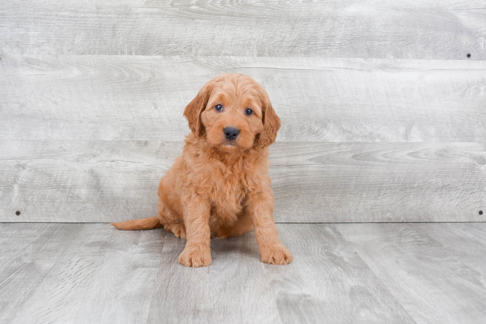 Best Mini Goldendoodle Baby