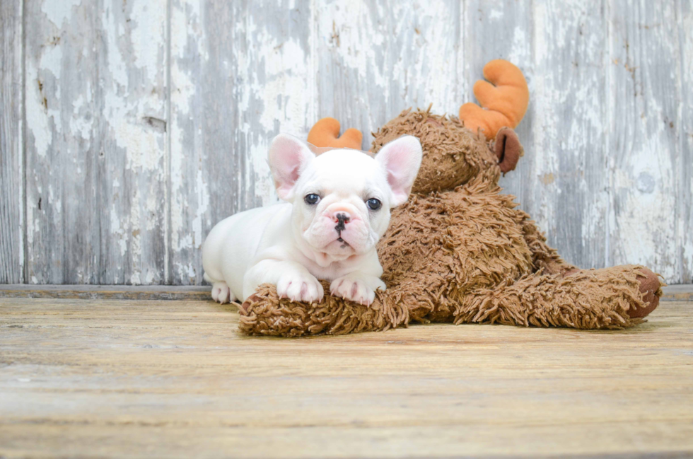 Little French Bulldog Baby