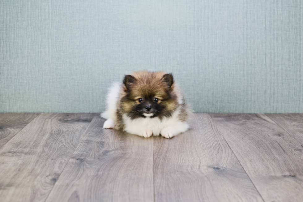 Friendly Pomeranian Baby