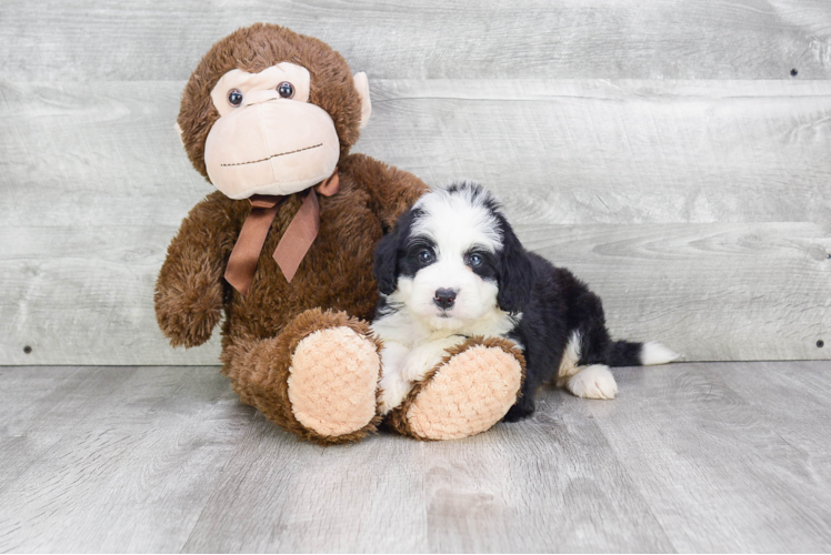 Mini Bernedoodle Pup Being Cute