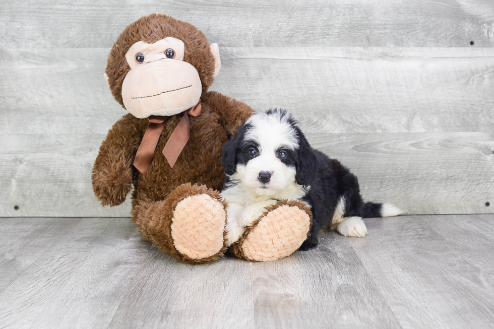 Mini Bernedoodle Pup Being Cute