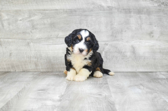 Mini Bernedoodle Puppy for Adoption