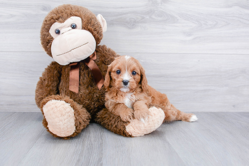 Energetic Cavoodle Poodle Mix Puppy