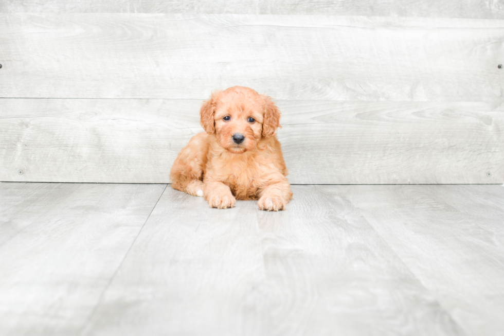 Small Mini Goldendoodle Baby