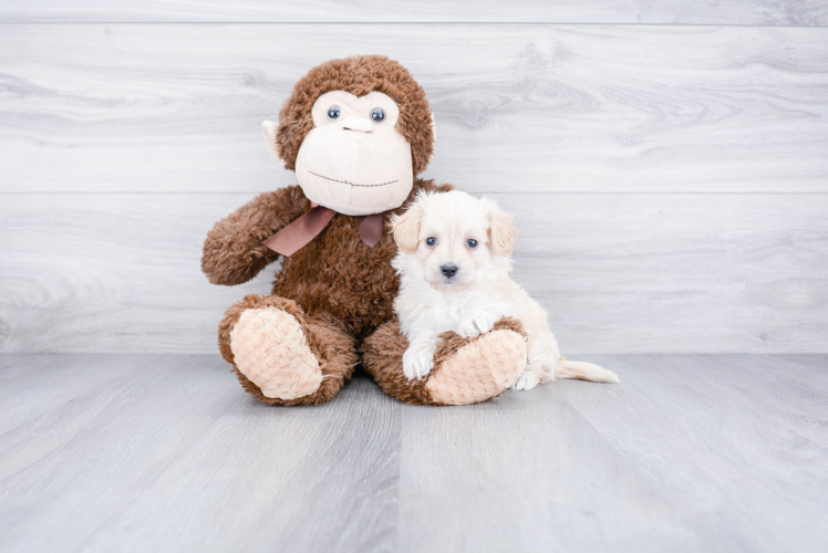 Maltipoo Pup Being Cute