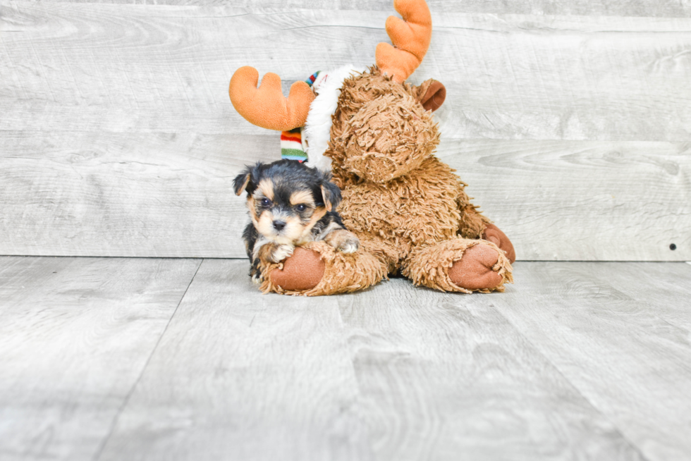 Fluffy Morkie Designer Pup