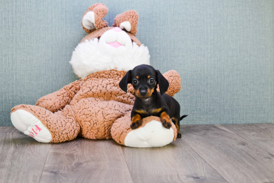 Cute Dachshund Purebred Puppy