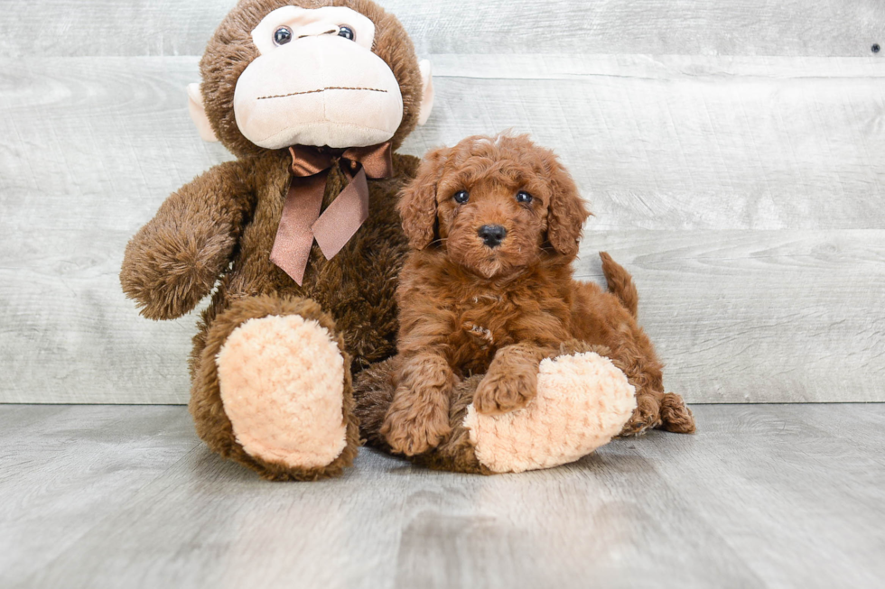 Mini Goldendoodle Puppy for Adoption