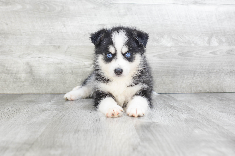 Best Pomsky Baby