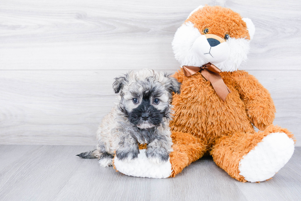 Havanese Pup Being Cute