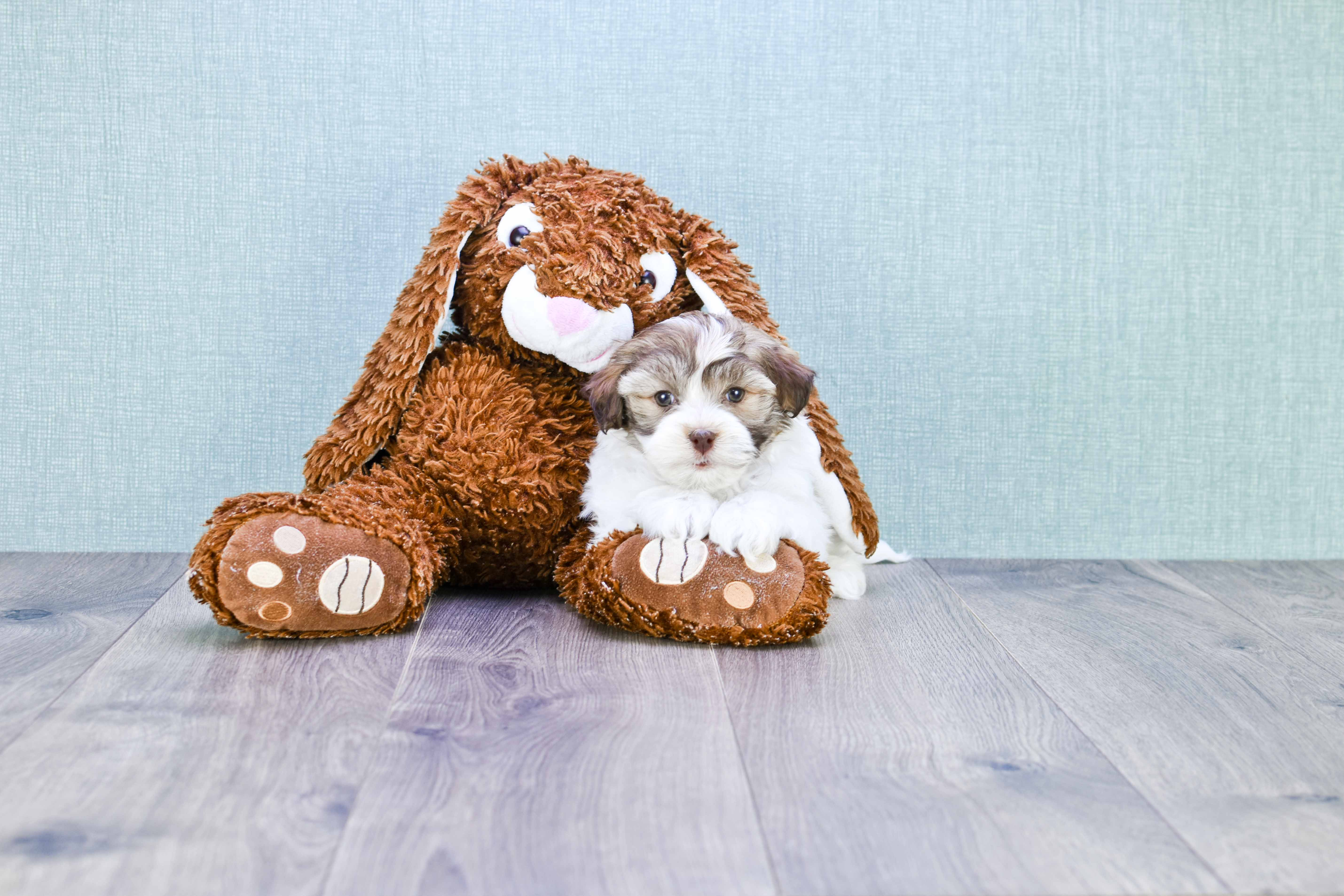 Havanese Puppy for Adoption