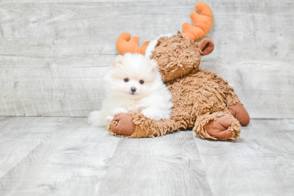 Little Pomeranian Purebred Pup