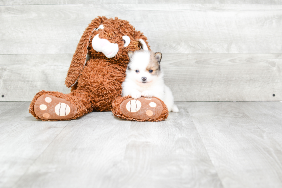 Pomeranian Pup Being Cute