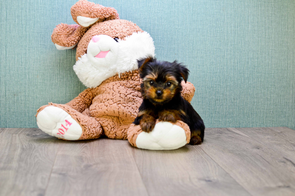 Meet Bella - our Yorkshire Terrier Puppy Photo 