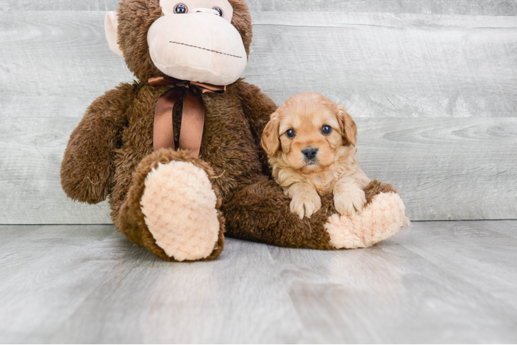 Cavapoo Puppy for Adoption