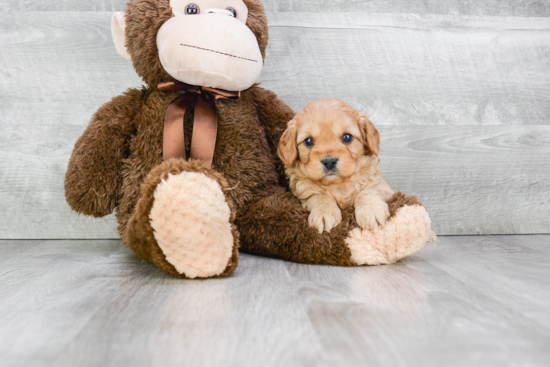 Cavapoo Puppy for Adoption