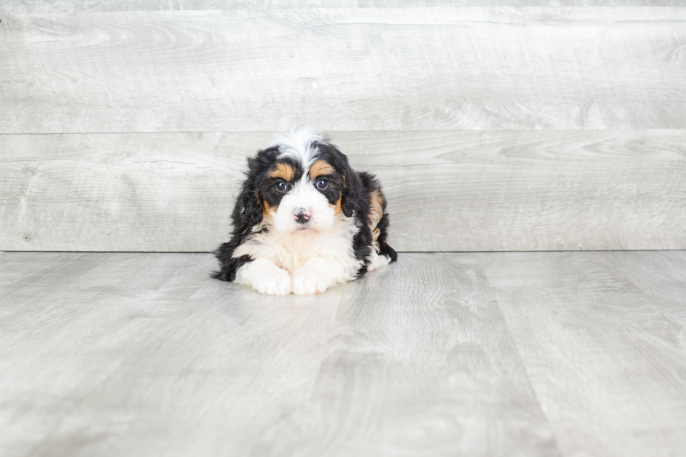 Mini Bernedoodle Puppy for Adoption