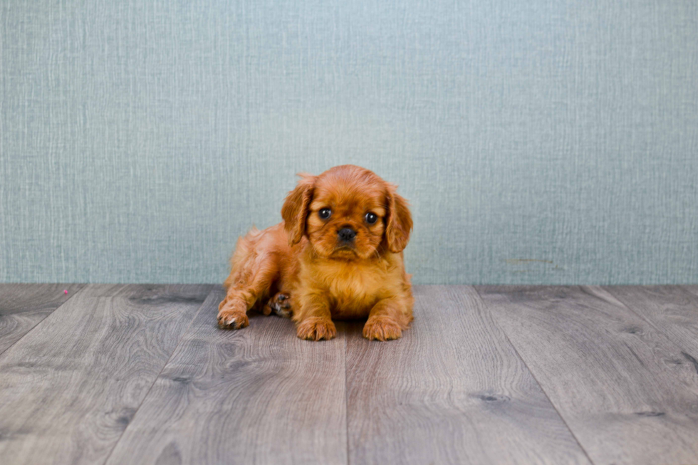 Best Cavalier King Charles Spaniel Baby