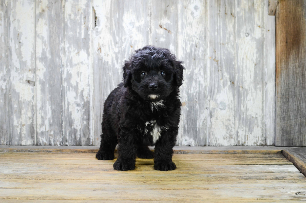 Mini Bernedoodle Puppy for Adoption