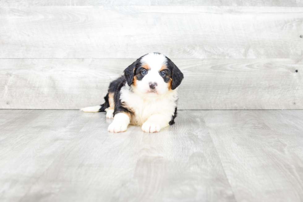 Best Mini Bernedoodle Baby