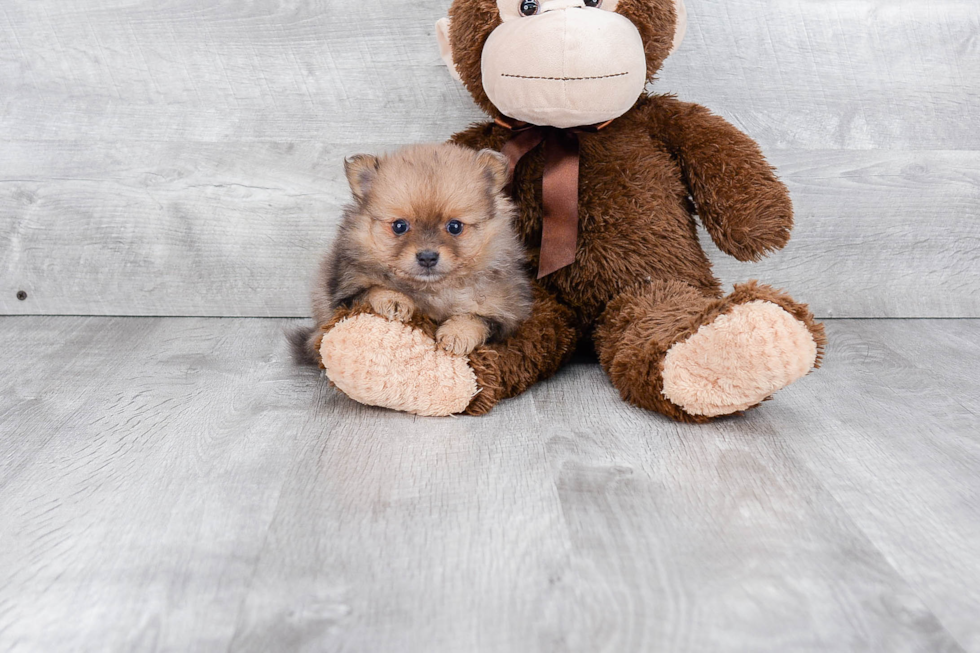 Playful Pomeranian Baby