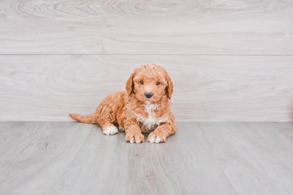 Best Mini Goldendoodle Baby