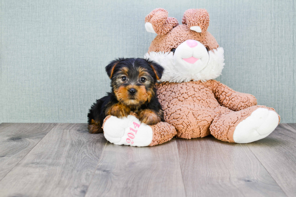 Meet Ryan - our Yorkshire Terrier Puppy Photo 