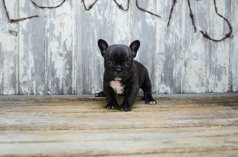 Best French Bulldog Baby