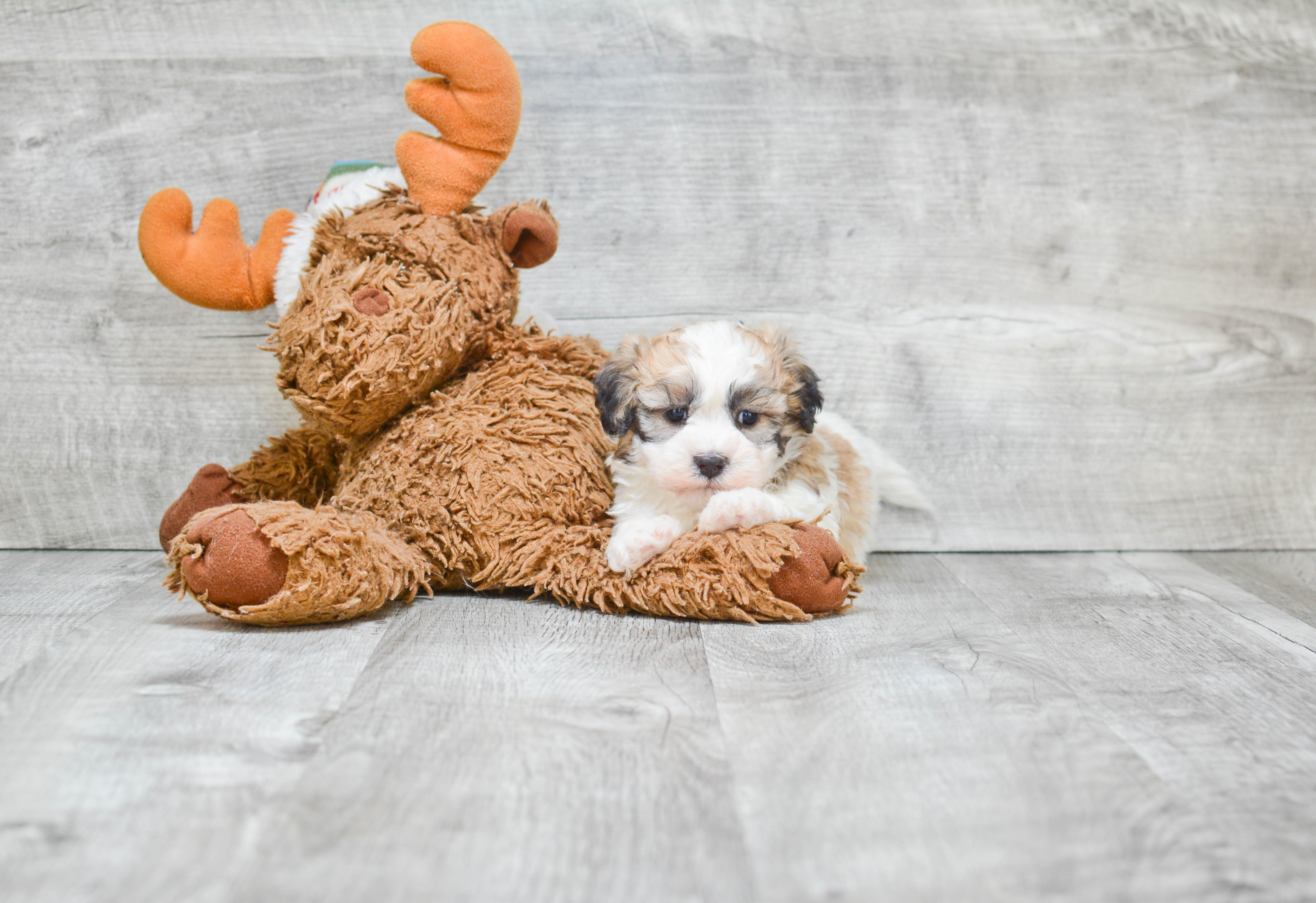 Best Teddy Bear Baby
