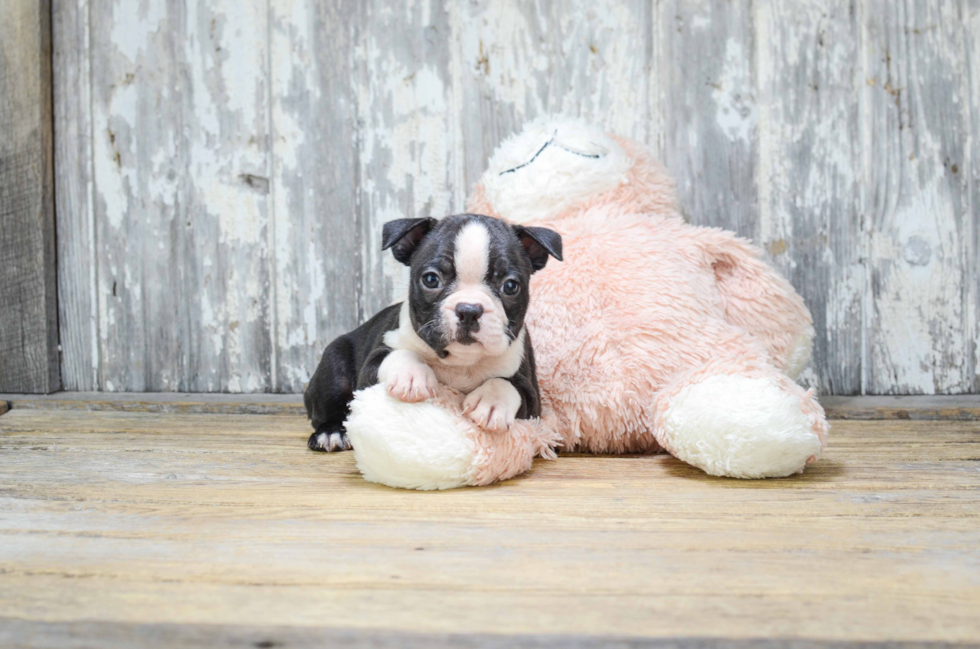 Small Boston Terrier Purebred Pup