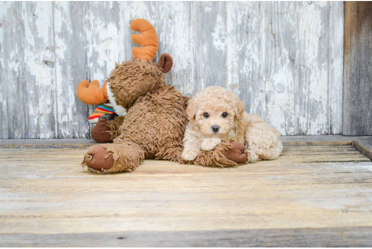 Fluffy Maltipoo Poodle Mix Pup