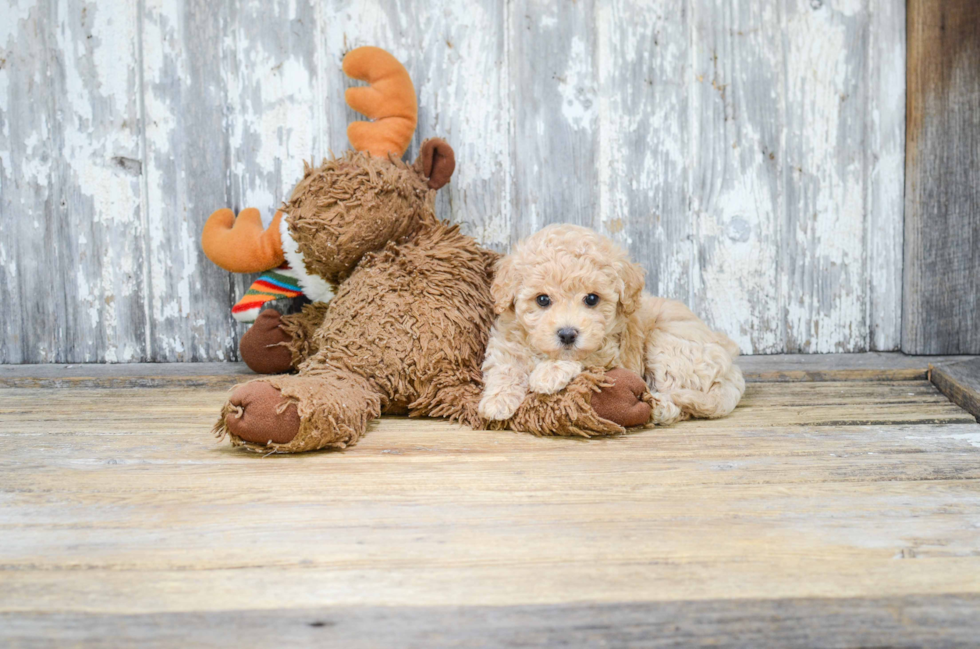 Fluffy Maltipoo Poodle Mix Pup