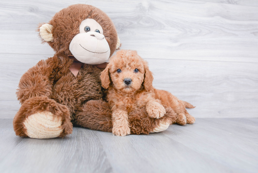 Little Golden Retriever Poodle Mix Puppy