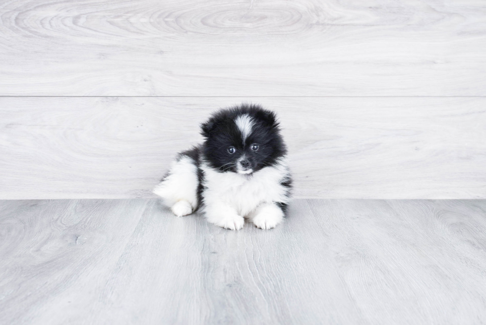 Adorable Pomeranian Purebred Puppy