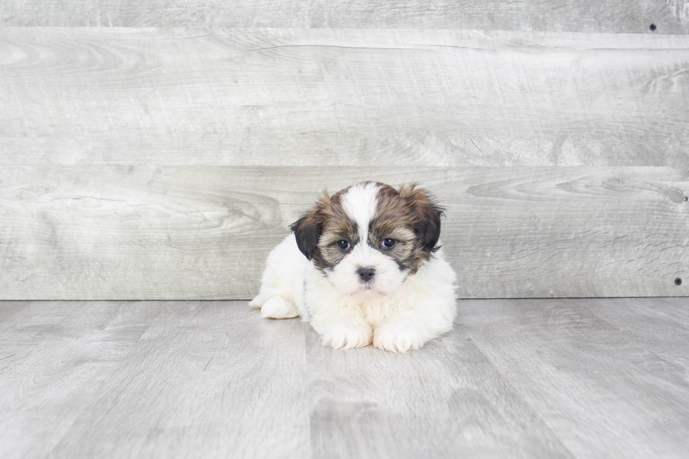 Energetic Shit Designer Puppy