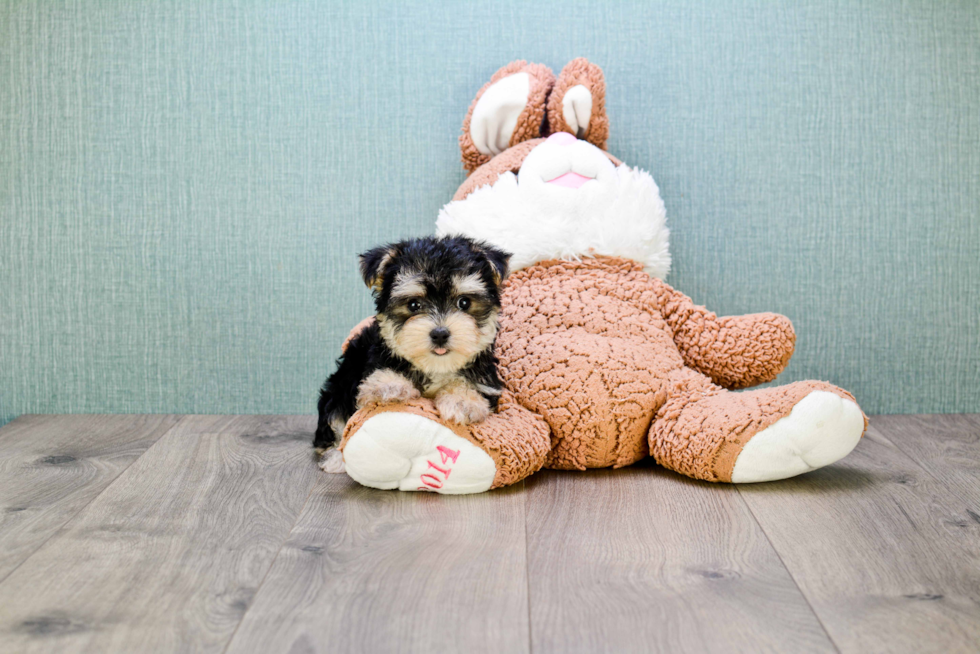 Best Morkie Baby