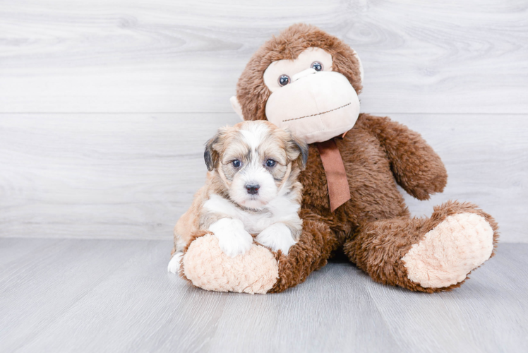 Petite Havanese Purebred Puppy