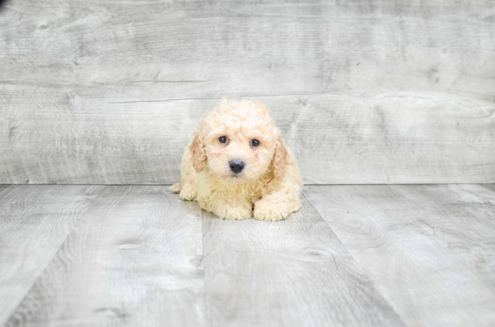 Friendly Cavapoo Baby