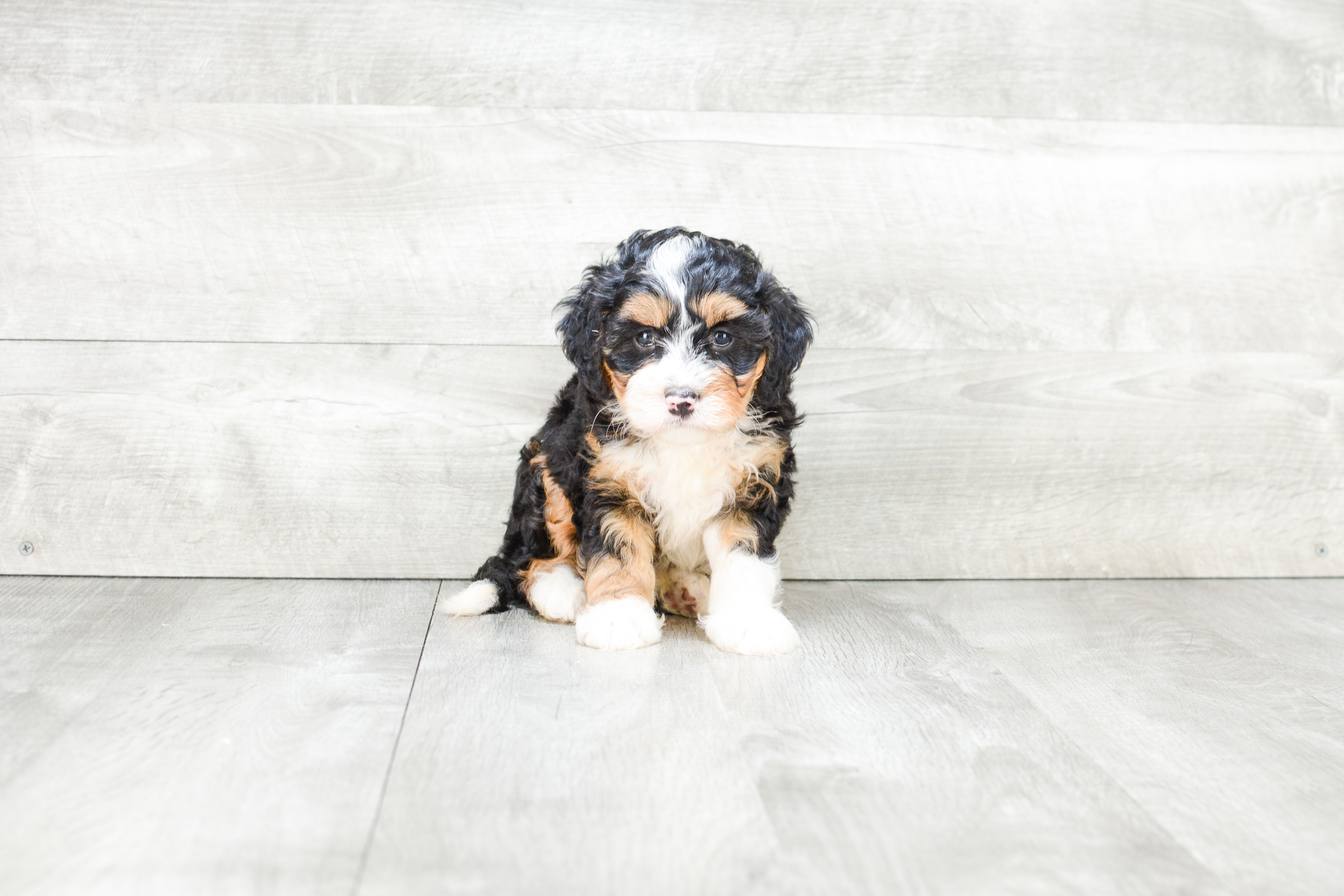Mini Bernedoodle Puppy for Adoption