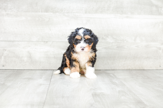 Mini Bernedoodle Puppy for Adoption