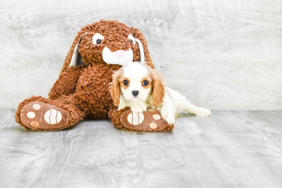 Cavalier King Charles Spaniel Pup Being Cute