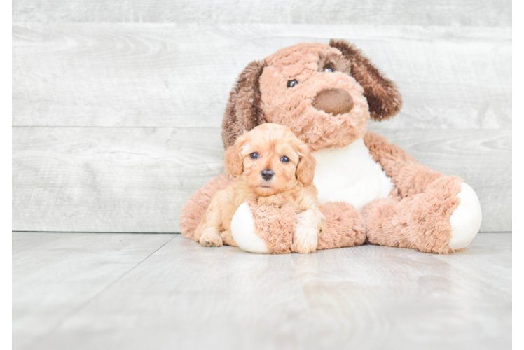 Best Cavapoo Baby